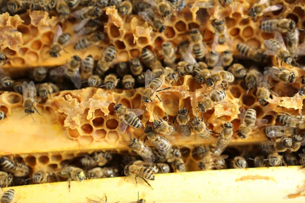 꿀 벌통 — 스톡 사진