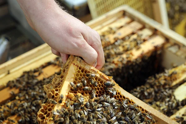 Beekeeper — Stock Photo, Image