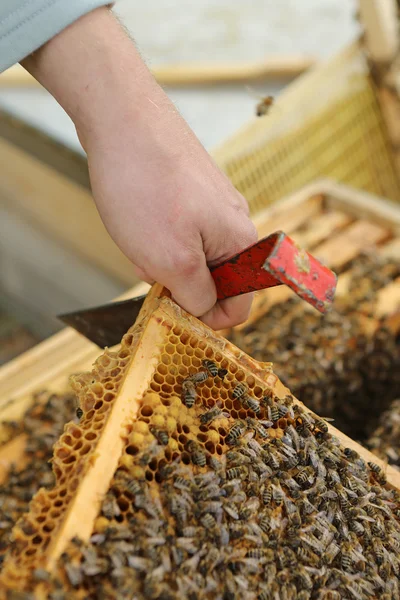Méhész — Stock Fotó