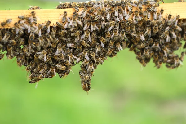 Miel de abejas — Foto de Stock