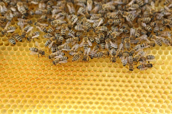 Пчёлы — стоковое фото