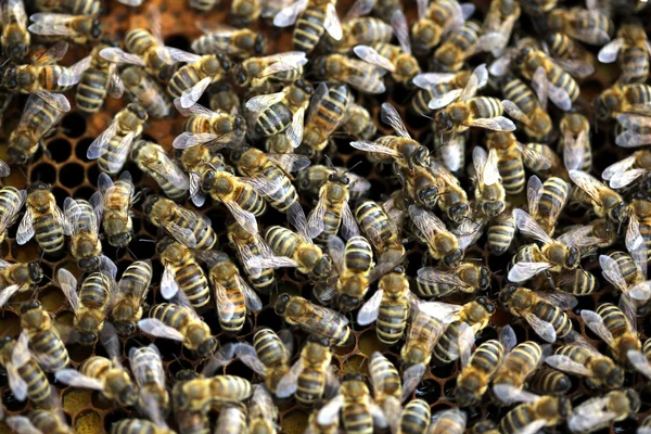 Honigbienen — Stockfoto