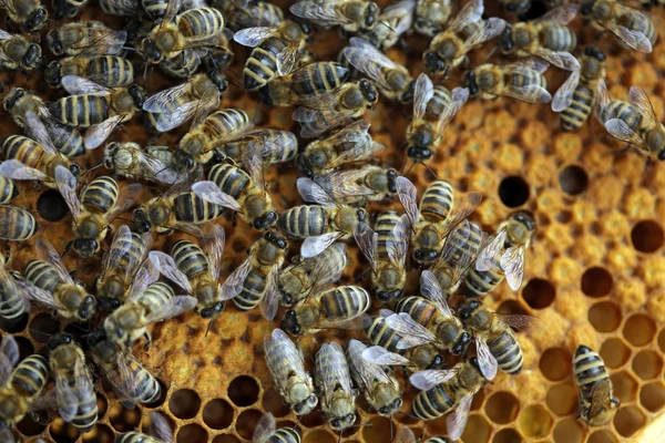 Miodowe pszczoły — Zdjęcie stockowe