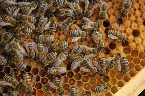 꿀 벌통 — 스톡 사진
