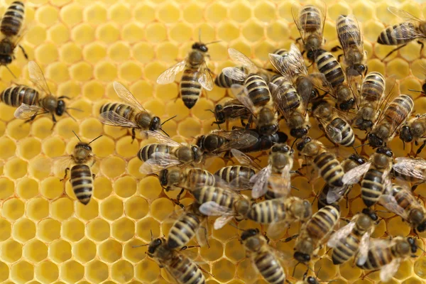Miodowe pszczoły — Zdjęcie stockowe