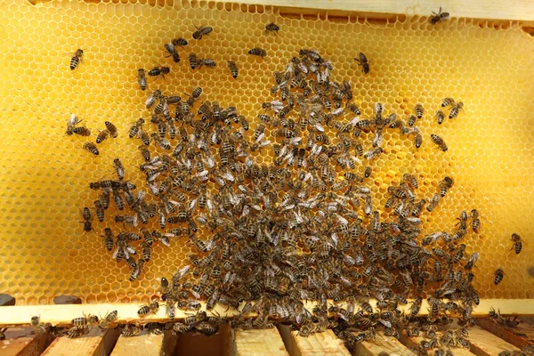 Honingbijen — Stockfoto
