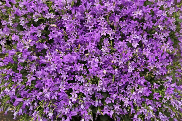 stock image Blue Campanula