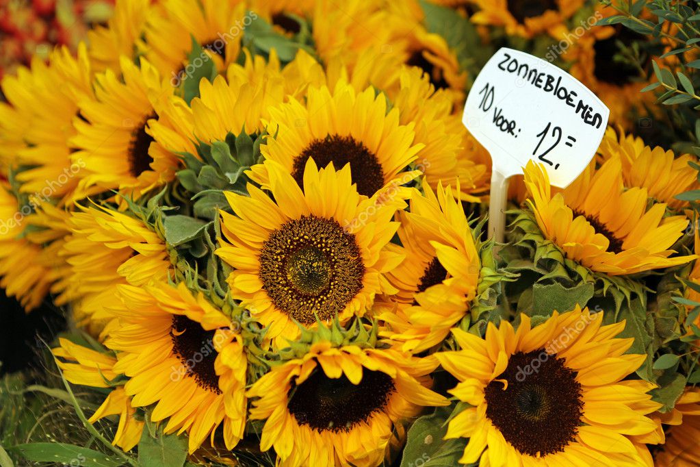 Sunflowers Stock Photo by ©Benri185 10916696