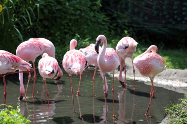 pembe flamingo