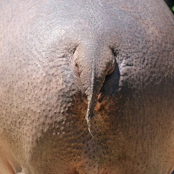 Hippo cul — Photo