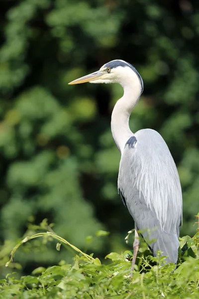 stock image Gray Heron