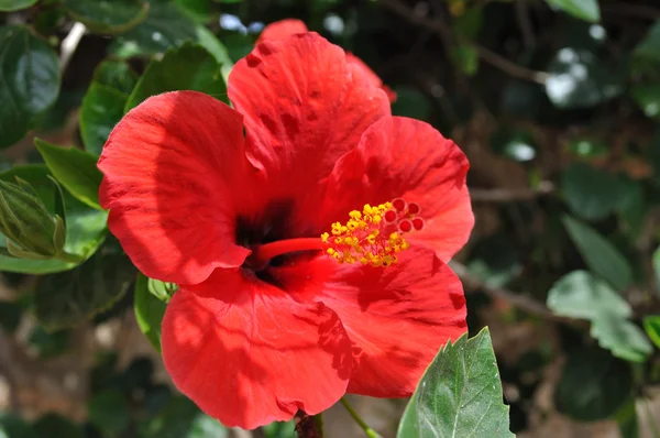 stock image Red flower.