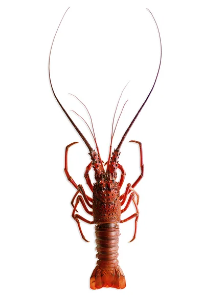 Spiny lobster. Stock Picture