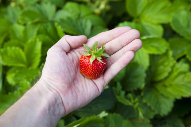 arka plan üzerine elinde taze berry yapraklar