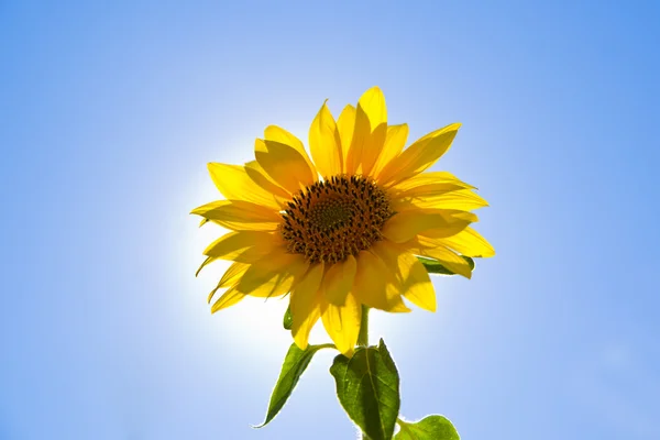 Primo piano di fiore di sole contro un cielo azzurro e un sole Foto Stock Royalty Free