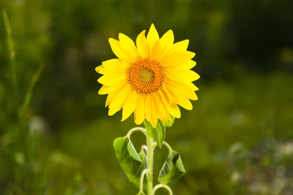 Close-up van zon bloem tegen een achtergrond van de natuur Rechtenvrije Stockafbeeldingen