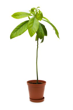 Decorative houseplant in pot isolated on white background clipart