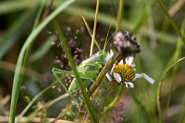 yeşil çekirge tettigonia viridissima