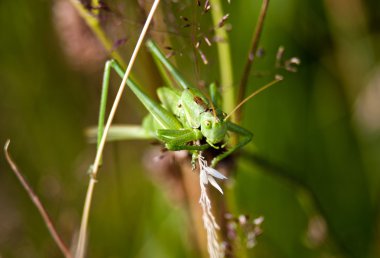 yeşil çekirge tettigonia viridissima