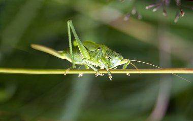Green grasshopper Tettigonia viridissima clipart