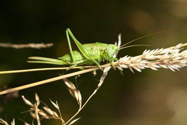 yeşil çekirge tettigonia viridissima