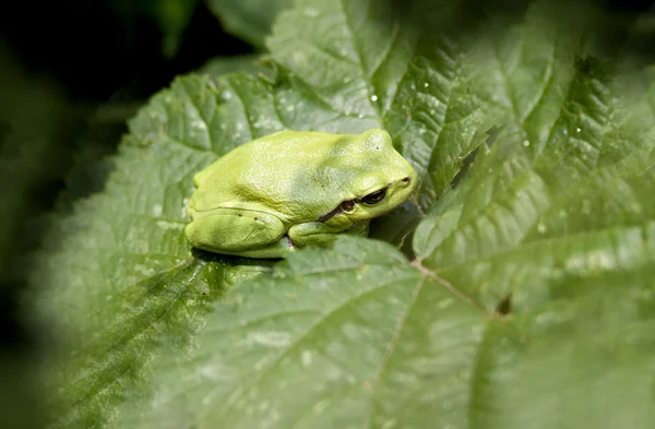 stock image Hyla arborea