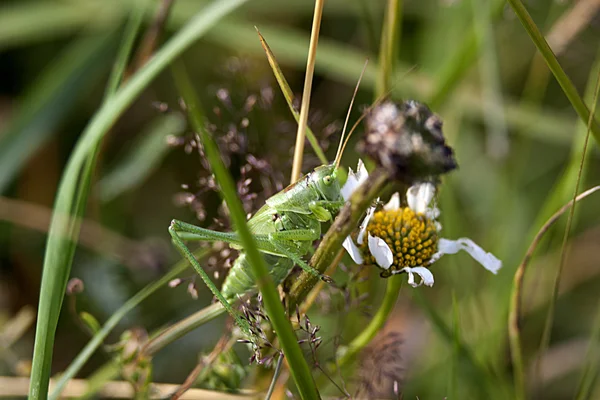 Stock image Green grasshopper Tettigonia viridissima