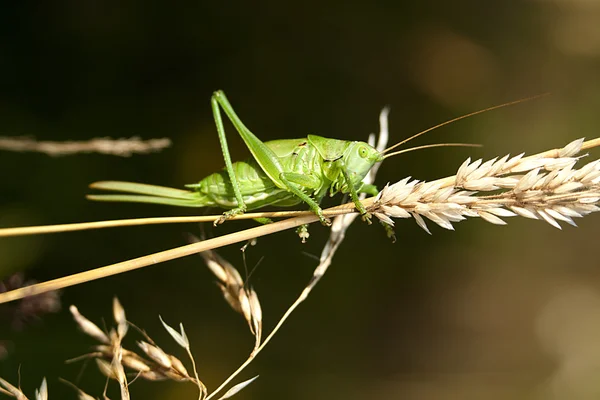 Green grasshopper Tettigonia viridissima — Stock Photo, Image