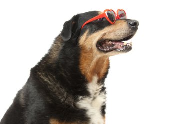 köpekle sunhglasses