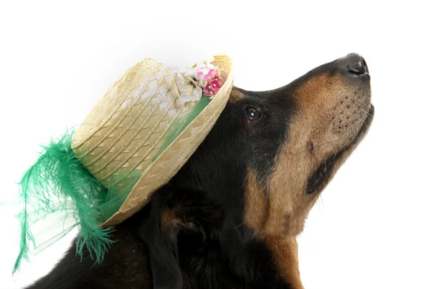 Cão com chapéu — Fotografia de Stock
