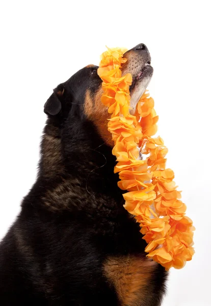 Câine cu panglică — Fotografie, imagine de stoc