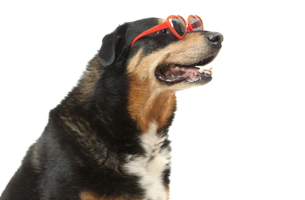 Sunhglasses 的狗 — 图库照片
