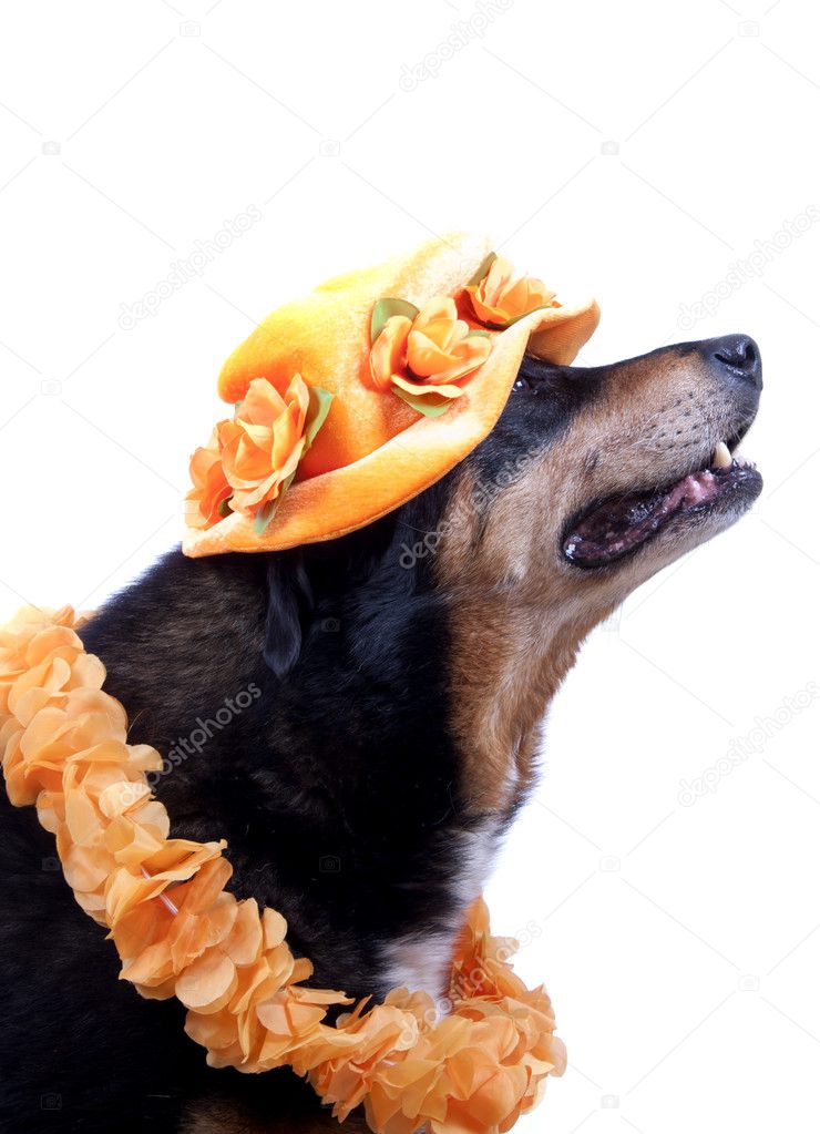 Dog with hat and ribbon