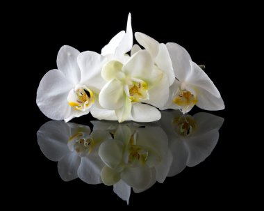 White orchid clipart