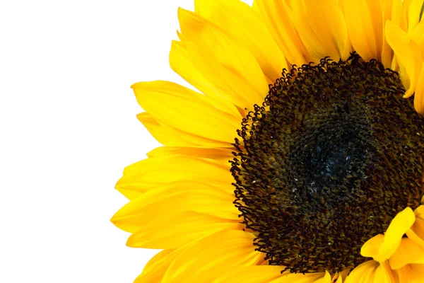 stock image Sunflower