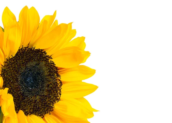 stock image Sunflower