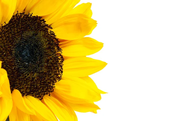 stock image Sunflower