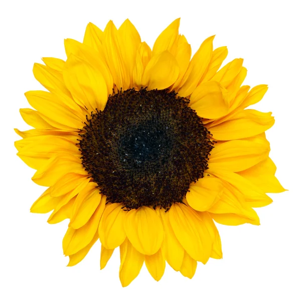 stock image Sunflower