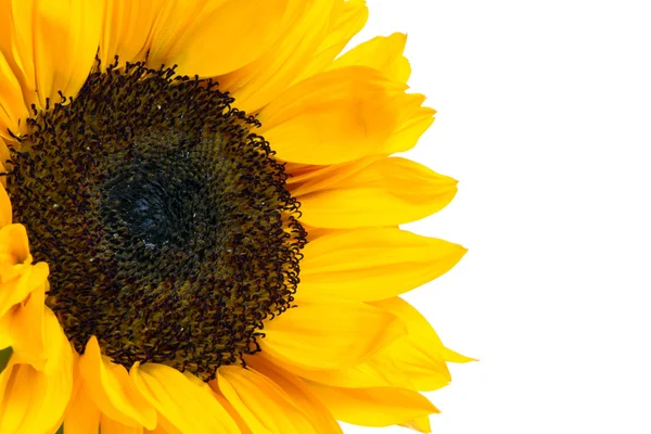 Stock image Sunflower