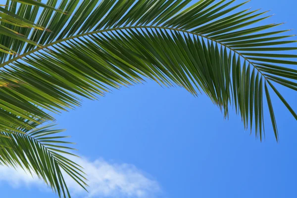 stock image Palm tree leaves