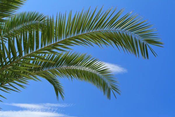 stock image Palm tree leaves