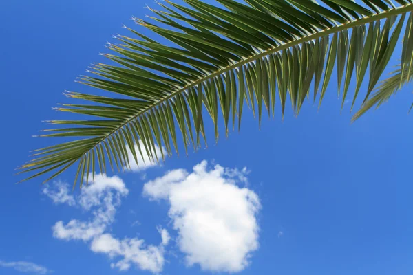 stock image Palm tree leaves