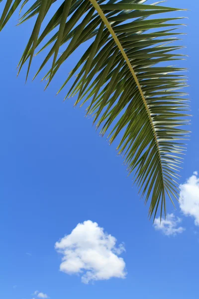 Palm tree leaves — Stock Photo, Image