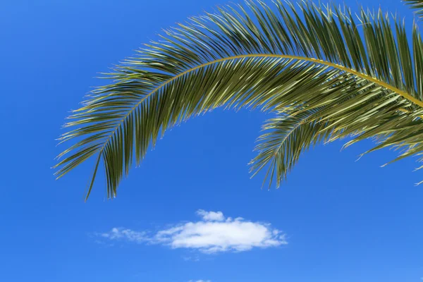 stock image Palm tree leaves