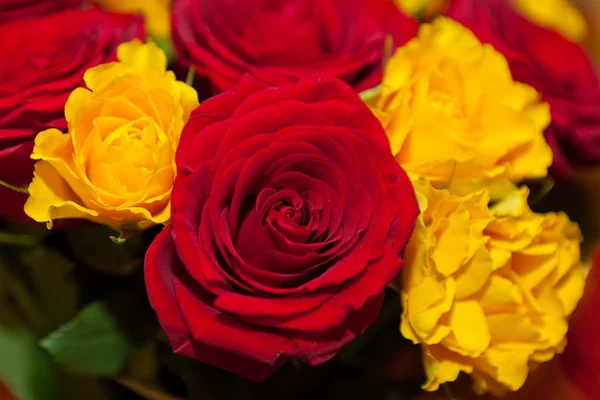 Красные и желтые розы — стоковое фото