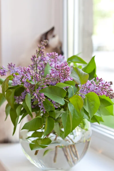 Lilac at a window — Stock Photo, Image