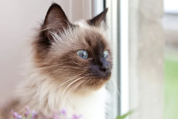 Γάτα σε ένα παράθυρο — Φωτογραφία Αρχείου