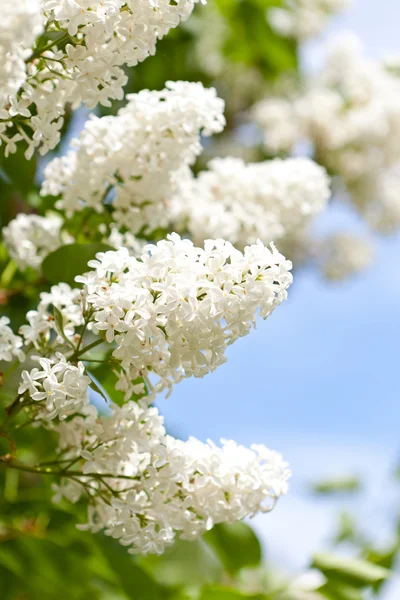 stock image White lilac