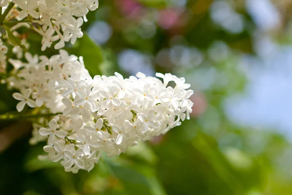 stock image White lilac