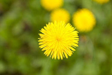 Sarı dandelions